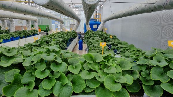 경기도농업기술원이 시설 온실을 이용한 고추냉이 근경(뿌리줄기) 생산과 식물공장을 이용한 고추냉이 종묘 생산 기술을 개발했다고 밝혔다.