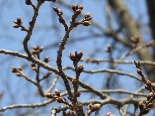 경기도산림환경연구소가 경기도의 벚꽃 개화 예상 날짜를 발표했다.